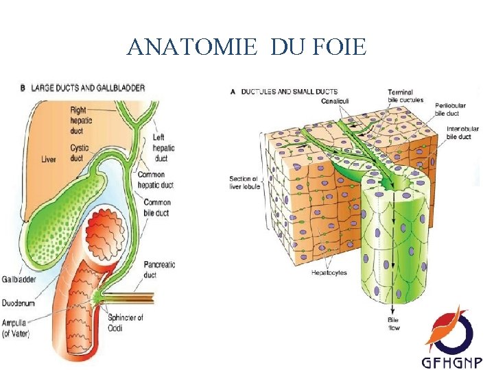 ANATOMIE DU FOIE 