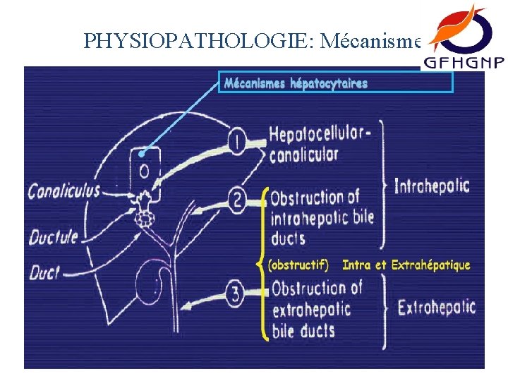 PHYSIOPATHOLOGIE: Mécanisme 
