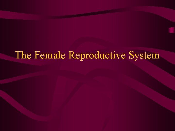 The Female Reproductive System 