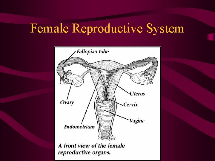 Female Reproductive System Female Reproductive System