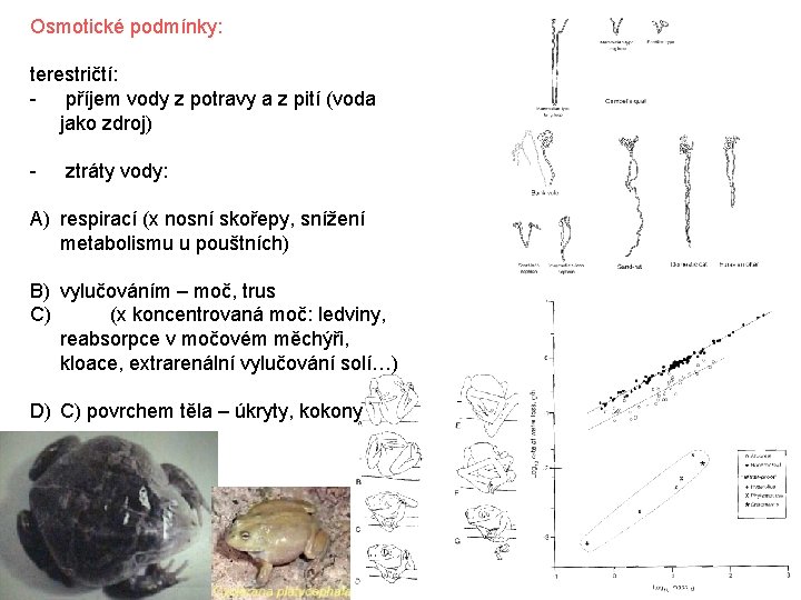 Osmotické podmínky: terestričtí: - příjem vody z potravy a z pití (voda jako zdroj)