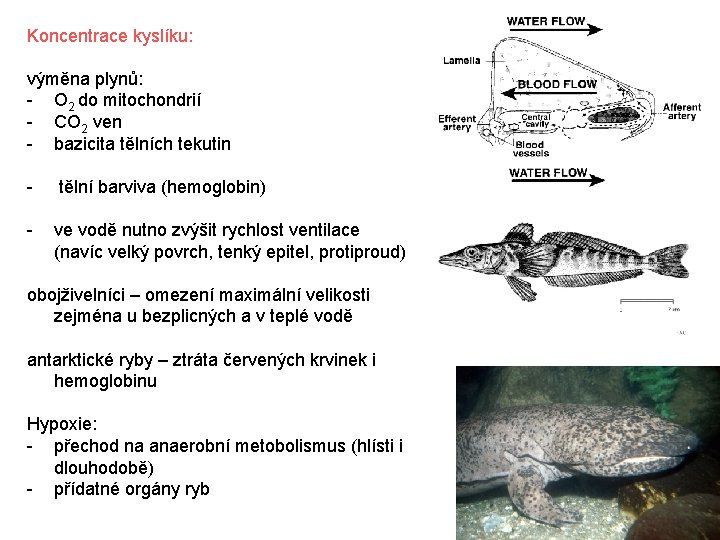 Koncentrace kyslíku: výměna plynů: - O 2 do mitochondrií - CO 2 ven -