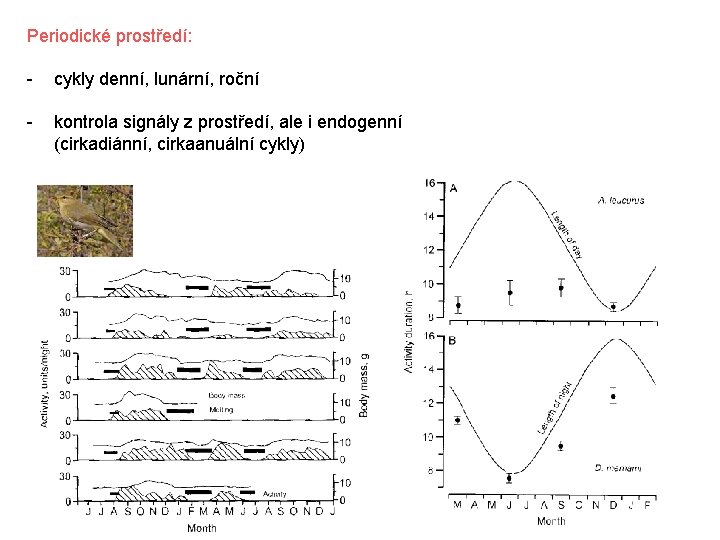 Periodické prostředí: - cykly denní, lunární, roční - kontrola signály z prostředí, ale i