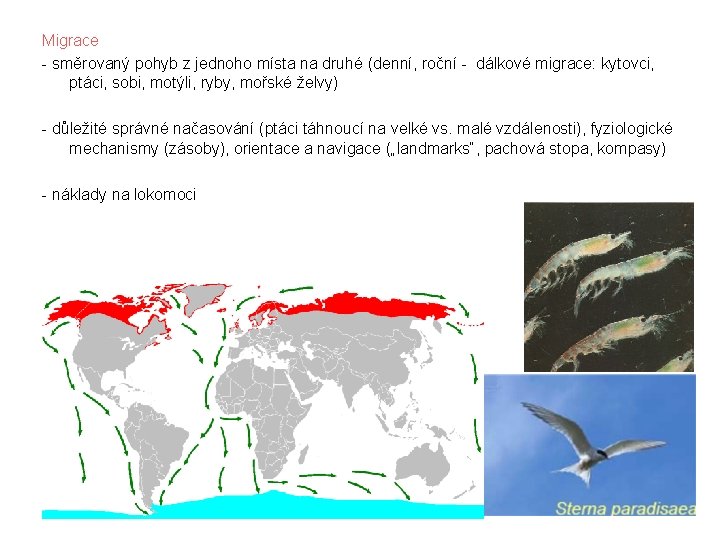 Migrace - směrovaný pohyb z jednoho místa na druhé (denní, roční - dálkové migrace: