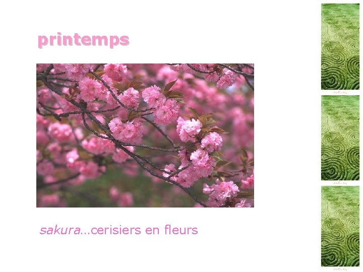 printemps sakura…cerisiers en fleurs 