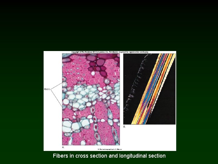 Fibers in cross section and longitudinal section 