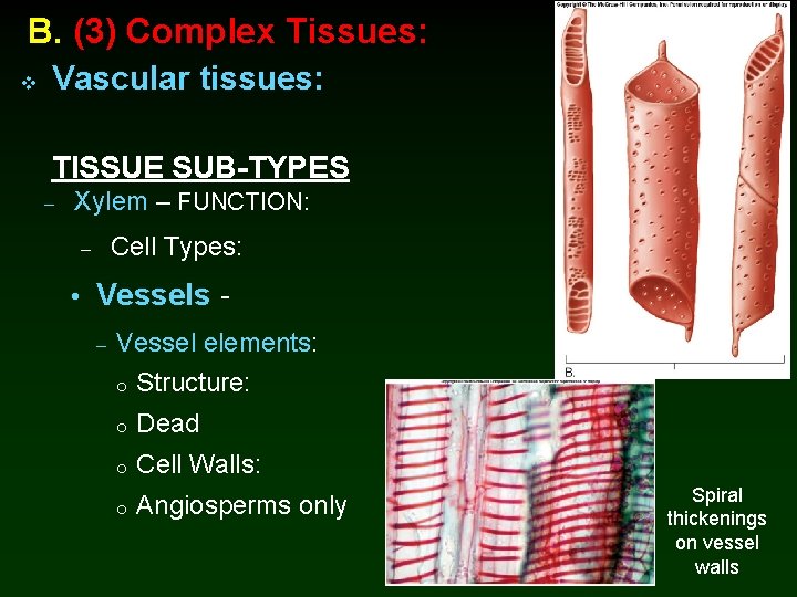 B. (3) Complex Tissues: v Vessels elements Vascular tissues: TISSUE SUB-TYPES – Xylem –