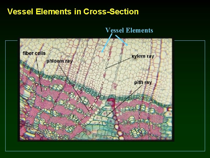 Vessel Elements in Cross-Section Vessel Elements 