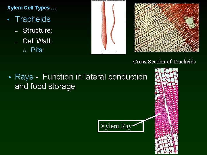 Xylem Cell Types … • Tracheids – Structure: – Cell Wall: o Pits: Cross-Section