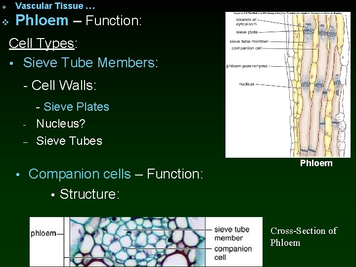 v Vascular Tissue … v Phloem – Function: Cell Types: • Sieve Tube Members: