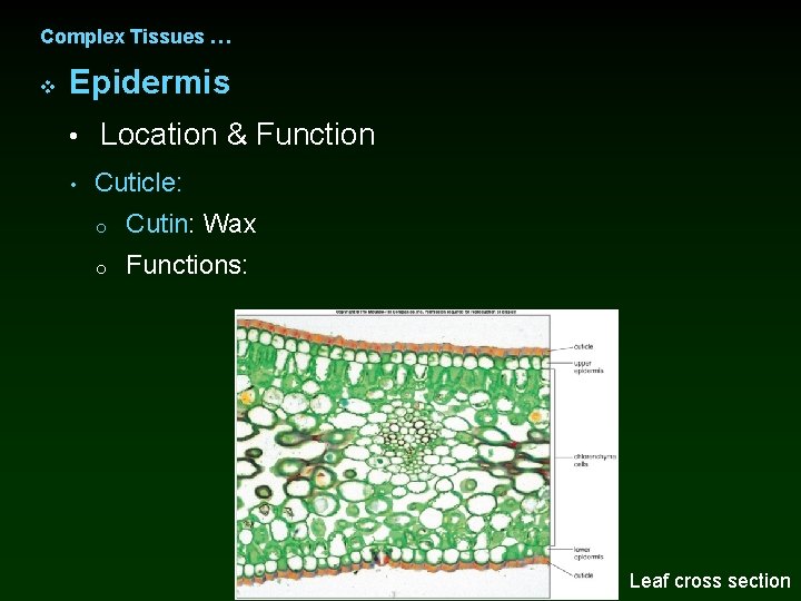 Complex Tissues … v Epidermis • Location & Function • Cuticle: o Cutin: Wax