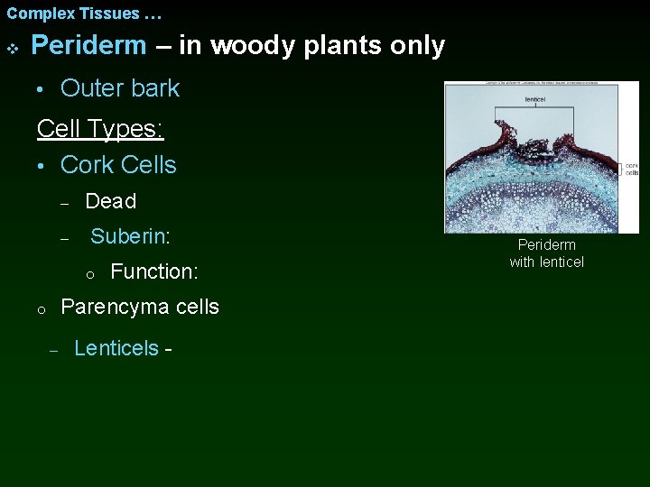 Complex Tissues … v Periderm – in woody plants only • Outer bark Cell