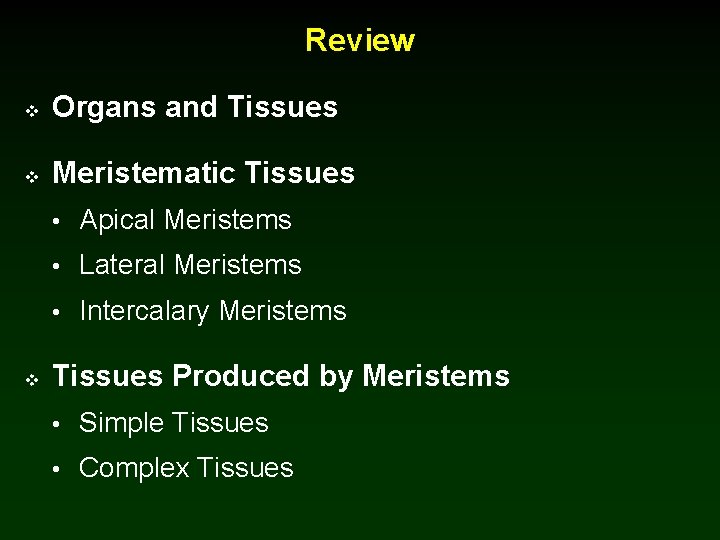 Review v Organs and Tissues v Meristematic Tissues • Apical Meristems • Lateral Meristems