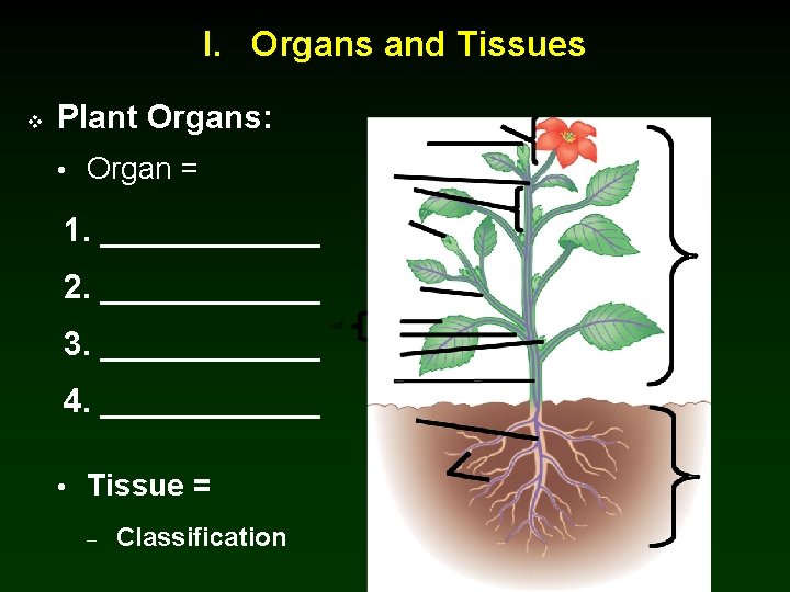 I. Organs and Tissues v Plant Organs: • Organ = 1. ______ 2. ______