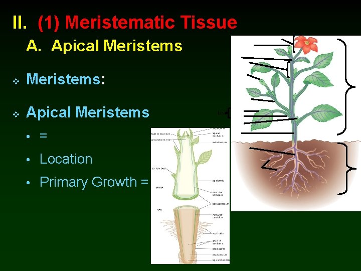 II. (1) Meristematic Tissue A. Apical Meristems v Meristems: v Apical Meristems • =