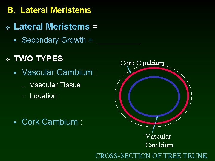 B. Lateral Meristems v Lateral Meristems = • Secondary Growth = _____ v TWO