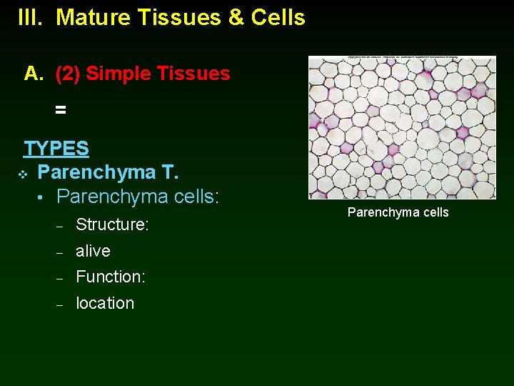 III. Mature Tissues & Cells A. (2) Simple Tissues = TYPES v Parenchyma T.