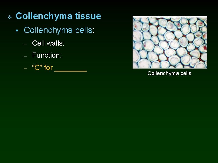 v Collenchyma tissue • Collenchyma cells: – Cell walls: – Function: – “C” for