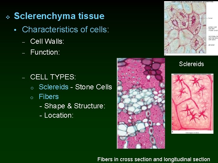 v Sclerenchyma tissue • Characteristics of cells: – Cell Walls: – Function: Sclereids –