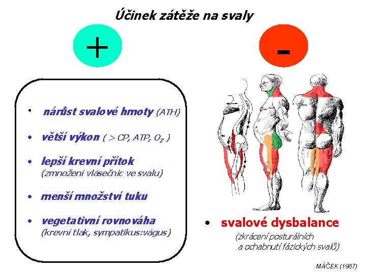 Účinek zátěže na svaly + - • nárůst svalové hmoty (ATH) • větší výkon