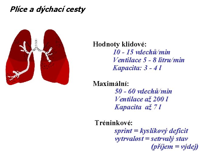 Plíce a dýchací cesty Hodnoty klidové: 10 - 15 vdechů/min Ventilace 5 - 8