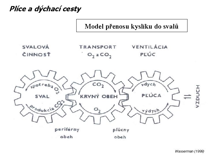 Plíce a dýchací cesty Model přenosu kyslíku do svalů Wasserman (1999) 