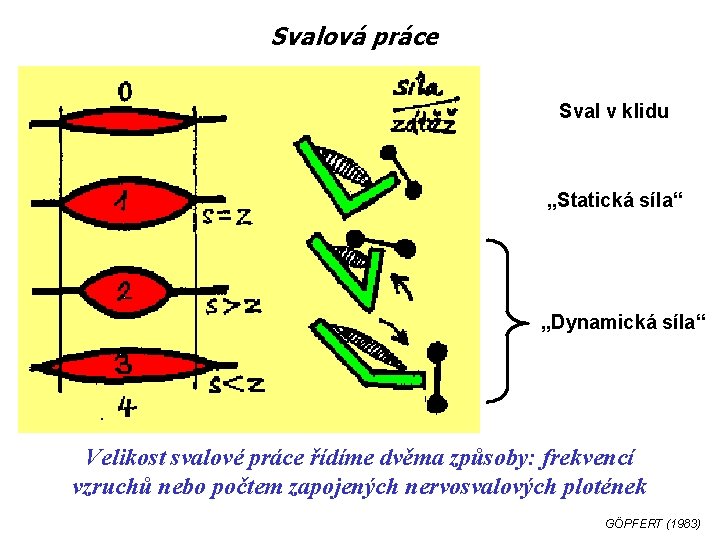 Svalová práce Sval v klidu „Statická síla“ „Dynamická síla“ Velikost svalové práce řídíme dvěma