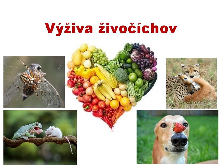 Výživa živočíchov 