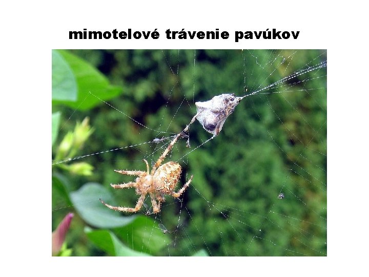 mimotelové trávenie pavúkov 