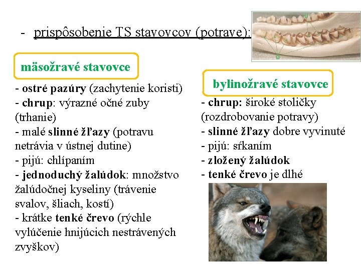 - prispôsobenie TS stavovcov (potrave): mäsožravé stavovce - ostré pazúry (zachytenie koristi) - chrup: