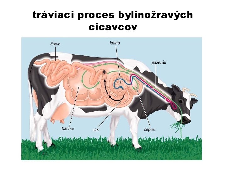 tráviaci proces bylinožravých cicavcov 