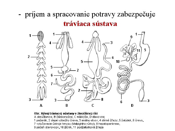 - príjem a spracovanie potravy zabezpečuje tráviaca sústava 