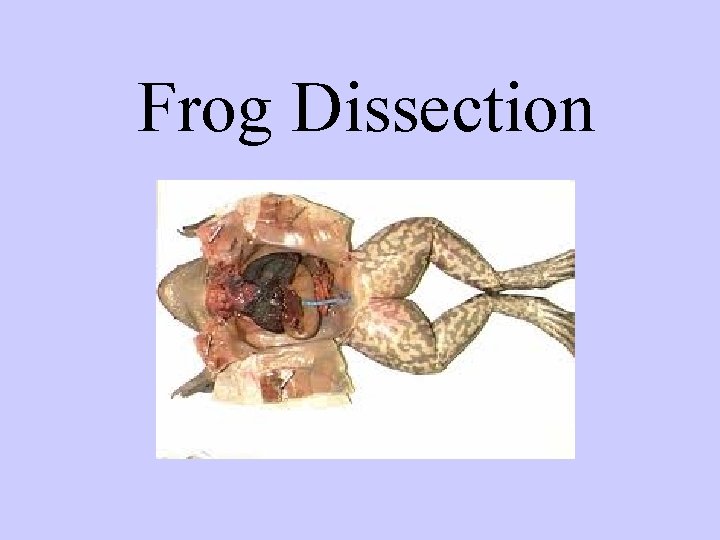 Frog Dissection 