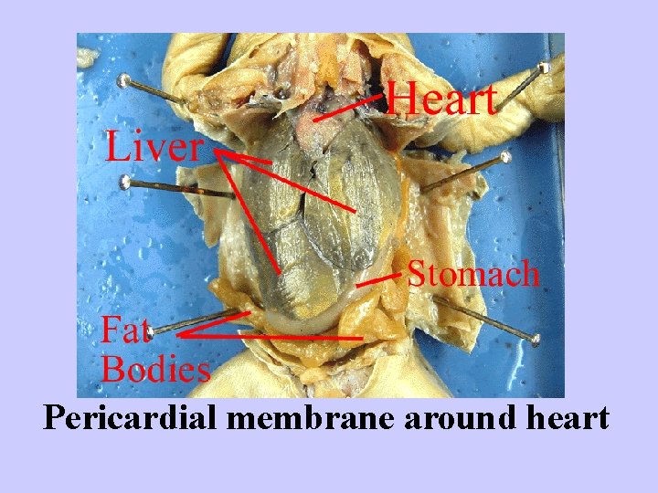 Pericardial membrane around heart 