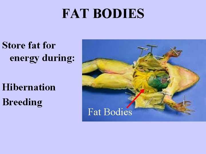 FAT BODIES Store fat for energy during: Hibernation Breeding Fat Bodies 