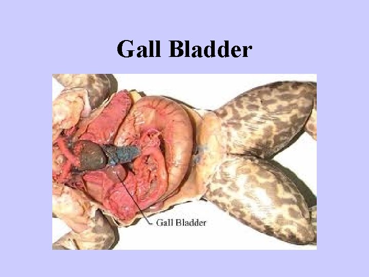 Gall Bladder 