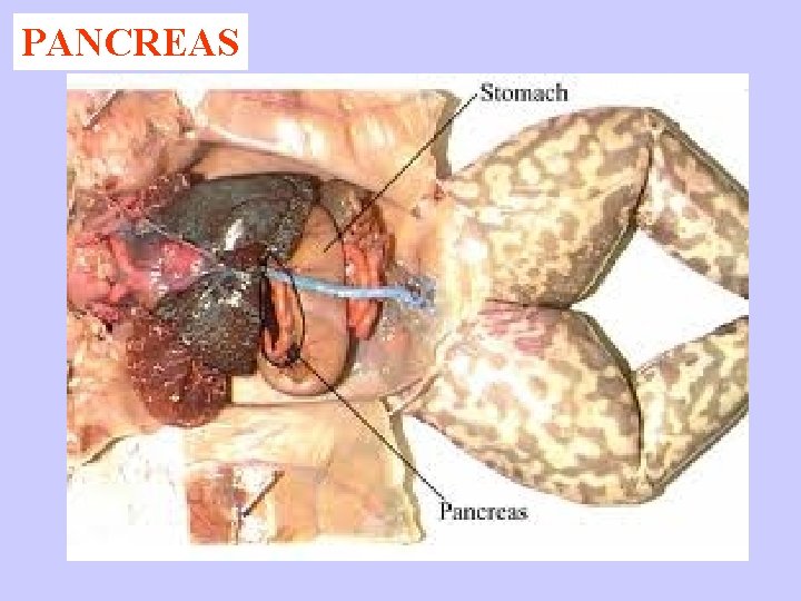 PANCREAS 