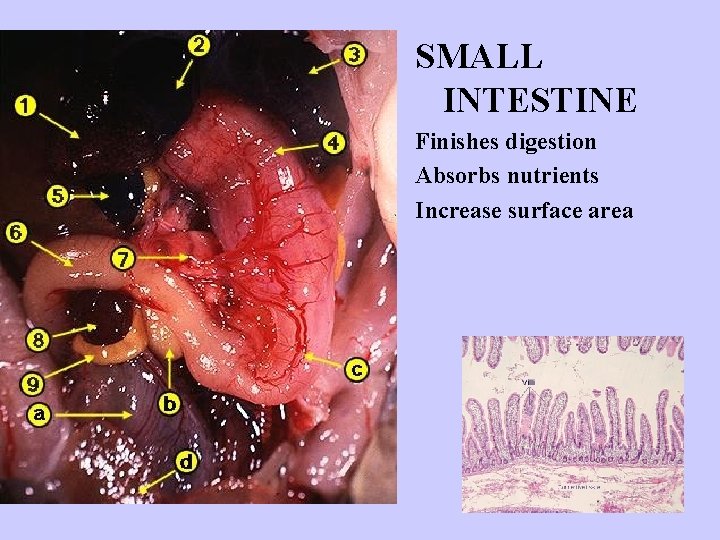 SMALL INTESTINE Finishes digestion Absorbs nutrients Increase surface area 