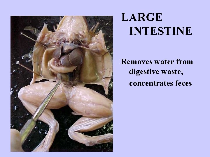 LARGE INTESTINE Removes water from digestive waste; concentrates feces 
