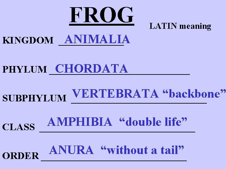 FROG LATIN meaning ANIMALIA KINGDOM _______ PHYLUM ______________ CHORDATA VERTEBRATA “backbone” SUBPHYLUM ______________ AMPHIBIA