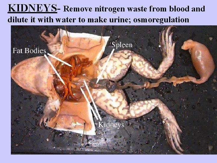 KIDNEYS- Remove nitrogen waste from blood and dilute it with water to make urine;