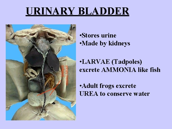 URINARY BLADDER • Stores urine • Made by kidneys • LARVAE (Tadpoles) excrete AMMONIA