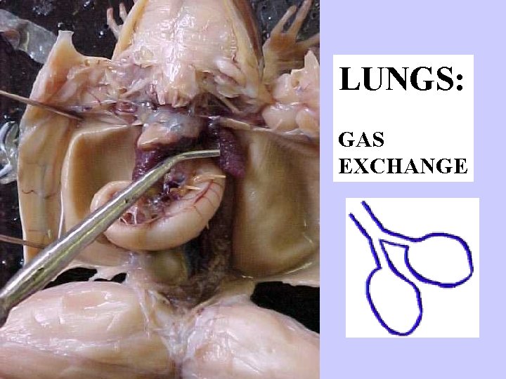 LUNGS: GAS EXCHANGE 