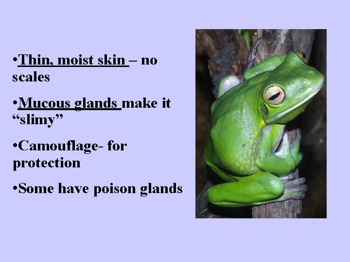  • Thin, moist skin – no scales • Mucous glands make it “slimy”