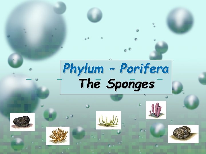 Phylum – Porifera The Sponges 