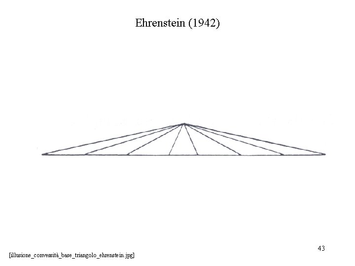 Ehrenstein (1942) [illusione_convessità_base_triangolo_ehrenstein. jpg] 43 