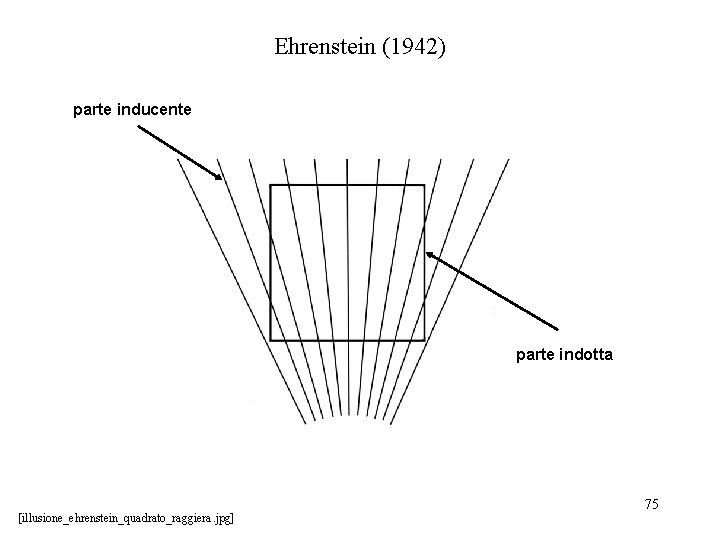 Ehrenstein (1942) parte inducente parte indotta [illusione_ehrenstein_quadrato_raggiera. jpg] 75 