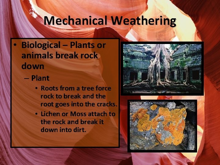 Mechanical Weathering • Biological – Plants or animals break rock down – Plant •