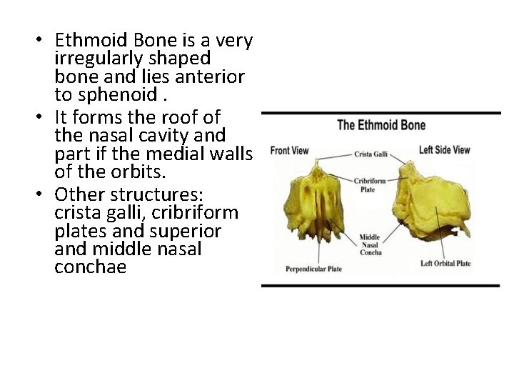  • Ethmoid Bone is a very irregularly shaped bone and lies anterior to