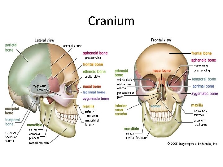 Cranium 